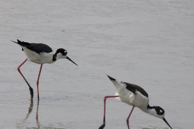 Graceful Stroll by the Bay