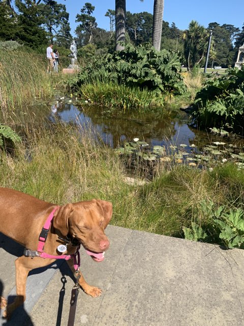 Serene Walk by the Pond
