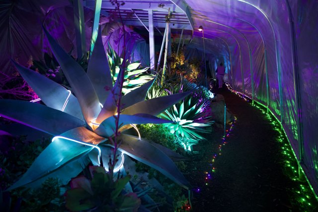 Enchanted Pathways