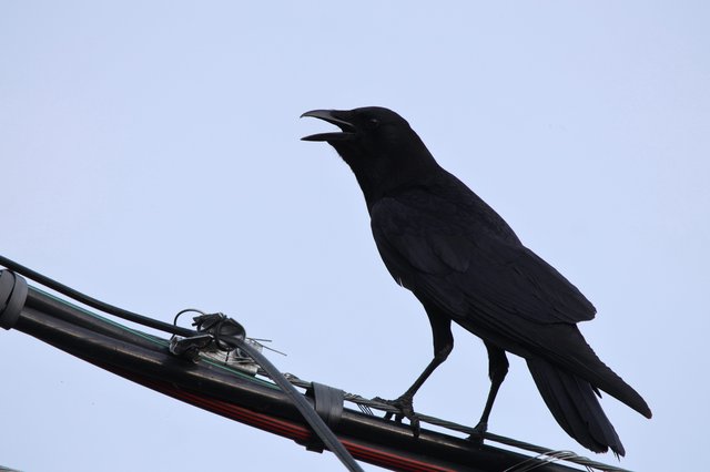 Silhouetted Crow Calling from Power Lines at Dusk