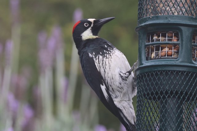 Acorn Woodpecker Feeding at Backyard Bird Feeder