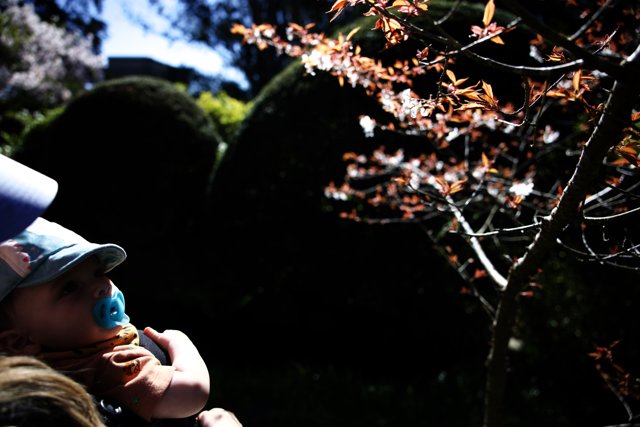 A Blossoming Bond in the Japanese Tea Garden