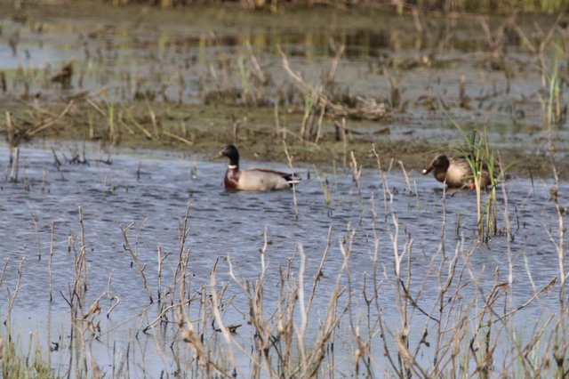 Northern Shoveler Ducks in Shallow Wetland Waters