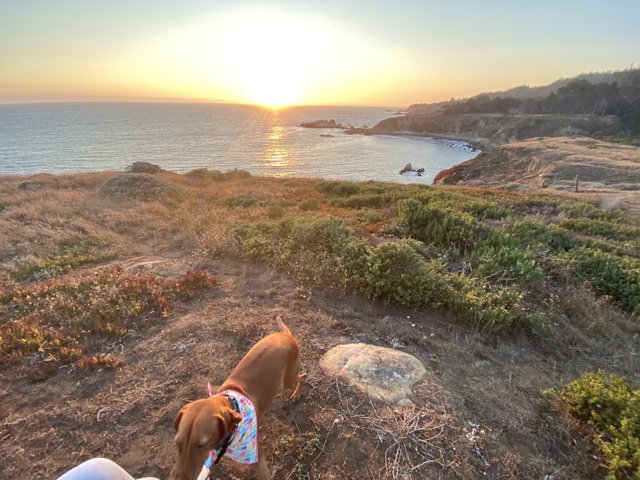 Vizsla Dog Overlooking the Ocean at Sunset