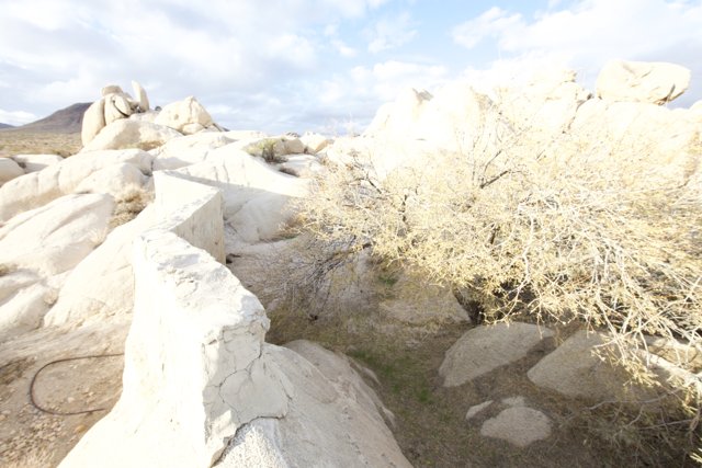 Ancient Rock Formations with a Tree in the Joshua Tree Wilderness