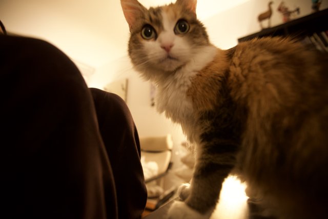 Intense Manx cat stares straight into the camera
