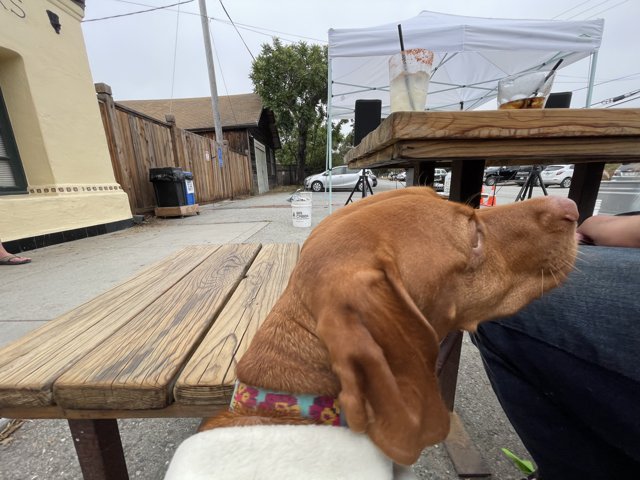 Canine Companion on a City Bench