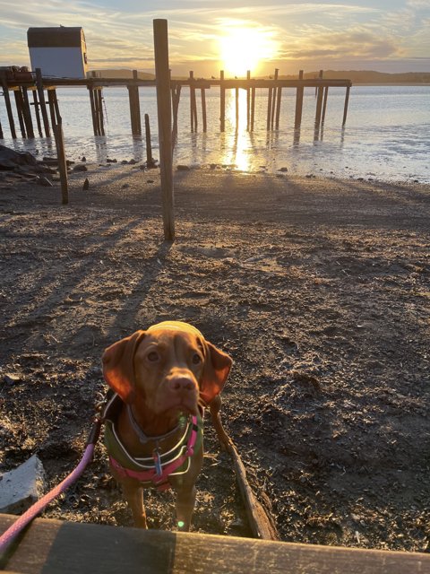 A Canine Beach Adventure at Sunset