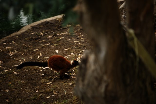 Up-Close with the Red Ruffed Lemur at SF Zoo