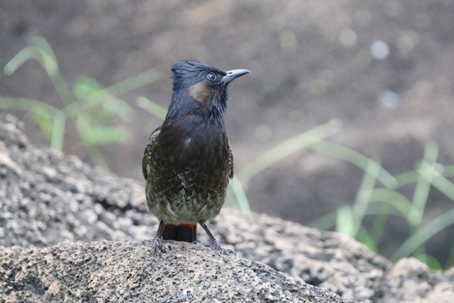 Sentinel on the Rocks - A Blackbird at Honolulu Zoo