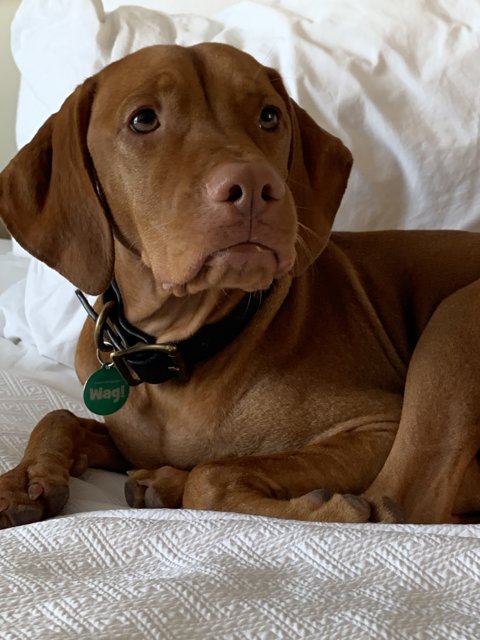 Restful Vizsla on a California Day