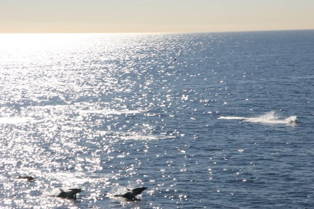 Group of Dolphins Enjoying the Ocean