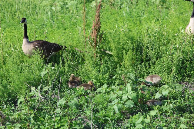 Canada Goose Family Foraging in Lush Wetland Vegetation