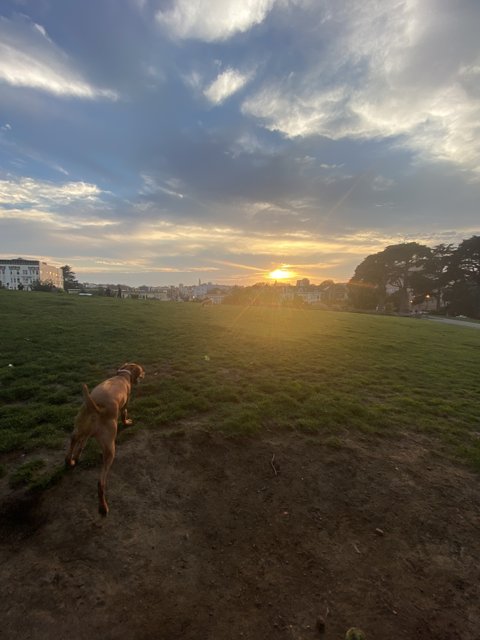 Sunset Run with My Vizsla