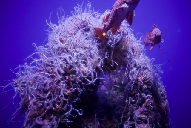 An Underwater Serenade at Monterey Bay Aquarium