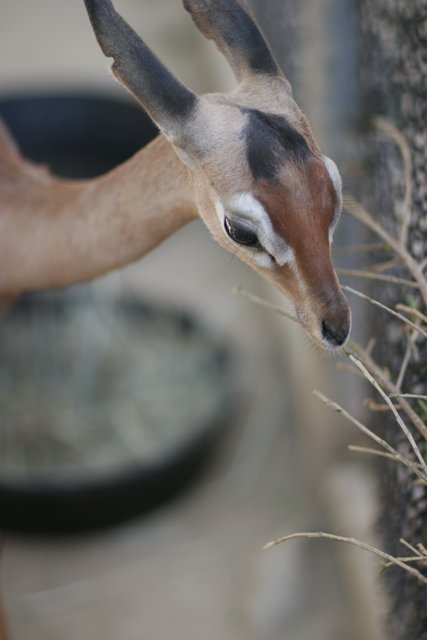 Munching Impala at the Zoo