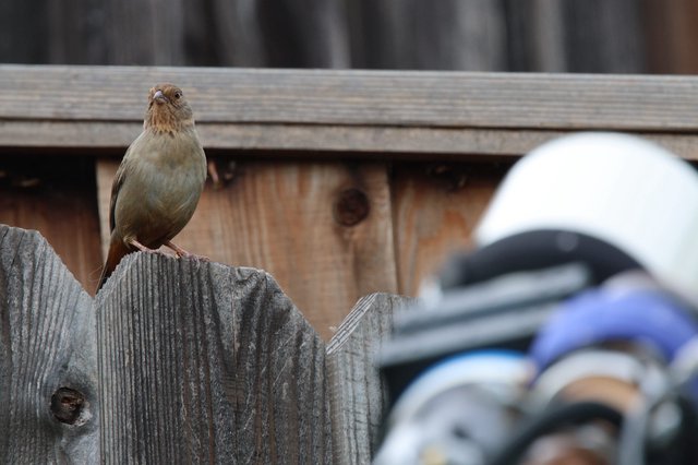 Small Bird Perched on Weathered Wooden Fence