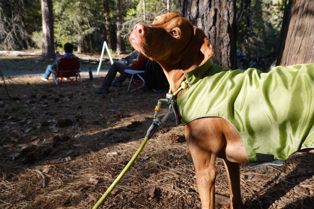 Green Jacketed Dog in the Forest