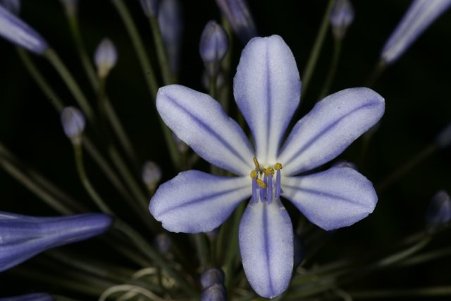 Blue Geranium Flower