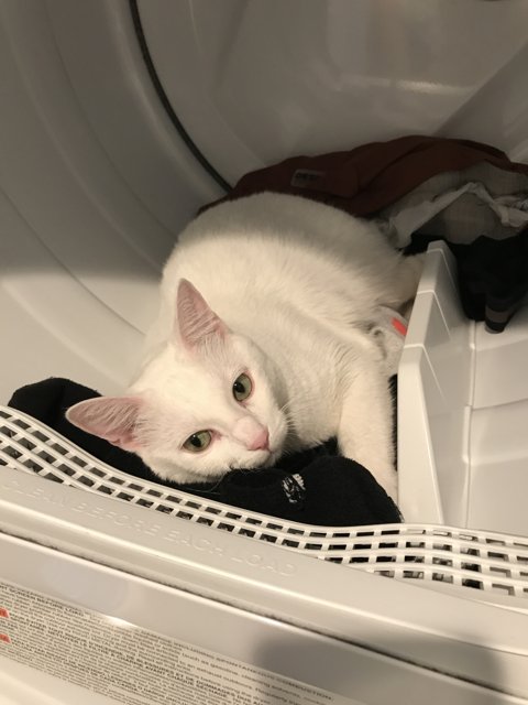 Feline Laundry Day
