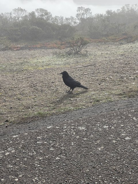 Solitary Blackbird in the Mist