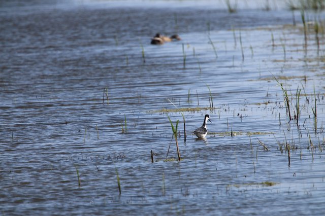 Black-necked Stilt Foraging in Shallow Wetland Waters
