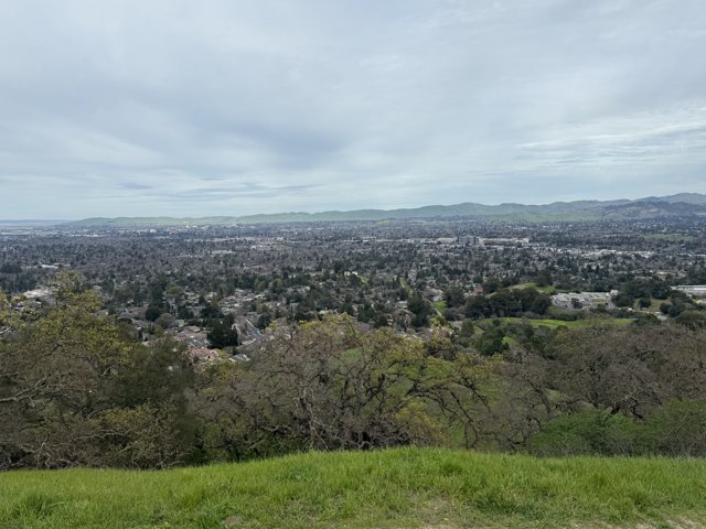 Urban Oasis in Walnut Creek