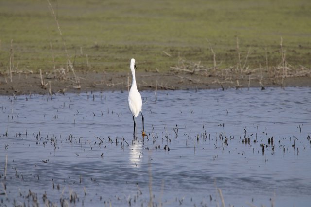 Great Egret Wading in Flooded Agricultural Wetland