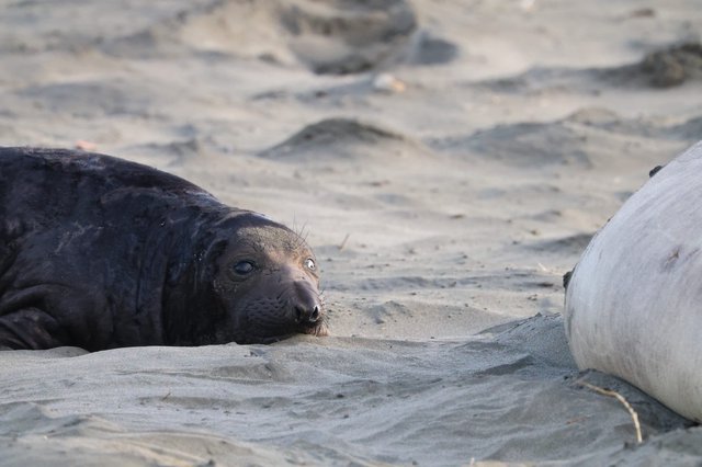 Young Elephant Seal Pup Resting on Sandy Beach