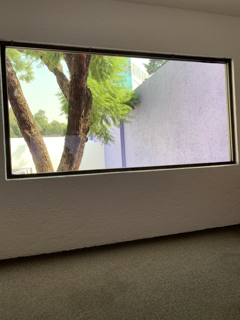 Tree in the Window