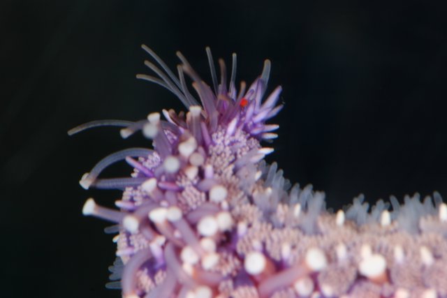 Vibrant Purple Sea Anemone Enlivens Coral Reef