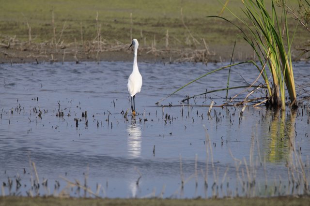 Solitary White Egret Wading in Shallow Wetland Waters