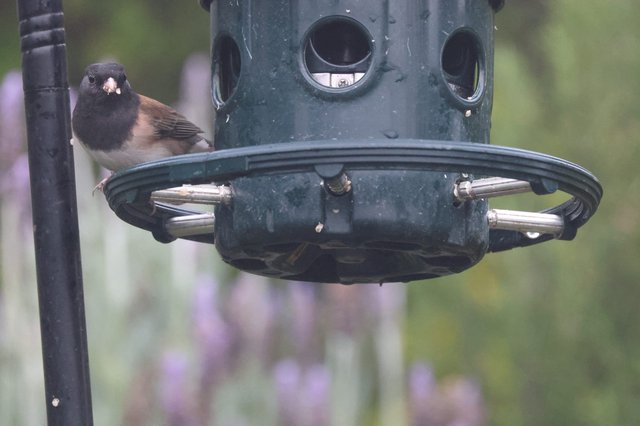 Dark-Eyed Junco Perched at Green Tube Feeder