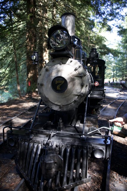 Journey Through Time: Locomotive No. 7 in the Forest