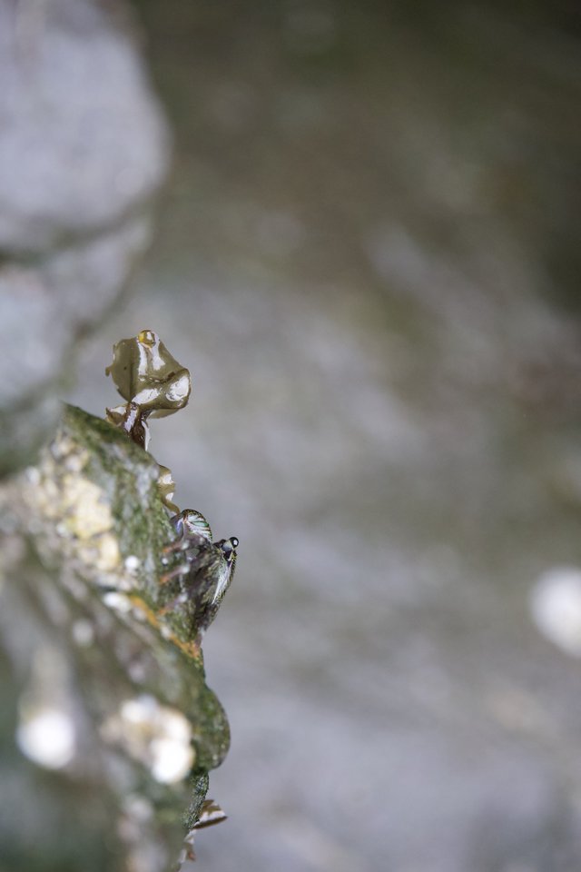 Tiny Fly Perched on Tide Pool Seaweed Edge