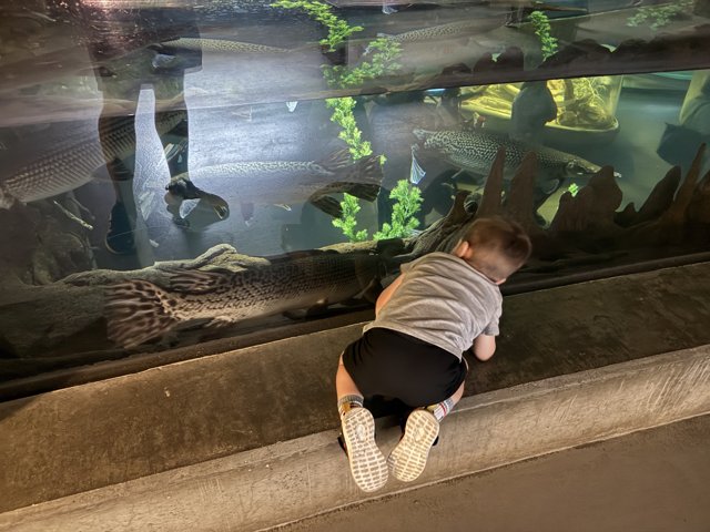 Curious Minds at the Aquarium