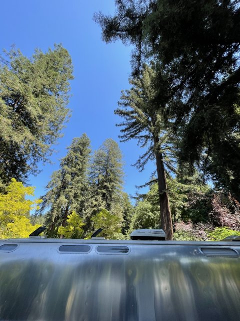 Sky View from a Truck in Guerneville