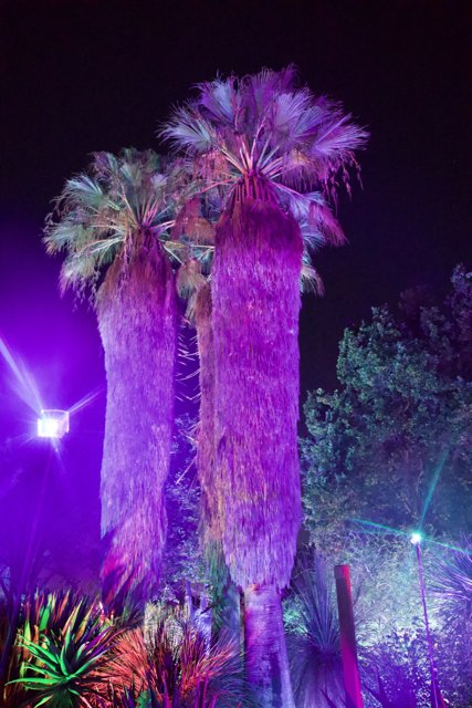 Enchanted Palms in Purple Glow