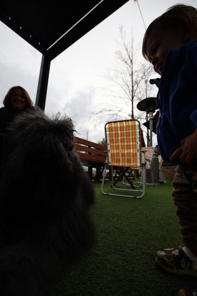 Backyard Gathering with Fluffy Dog and Friends