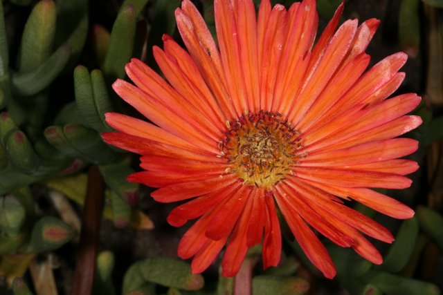 Radiant Orange Daisy Blossom