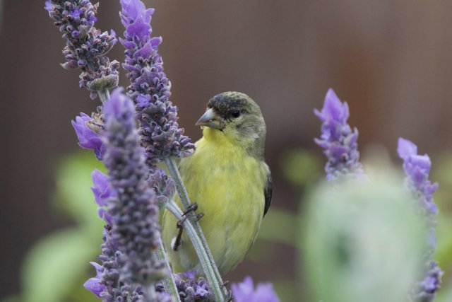 Lavender Perch