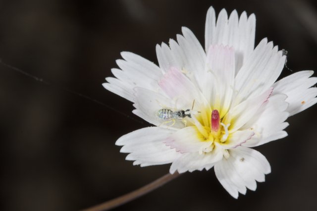 White Daisy Flower Hosting a Green Arthropod
