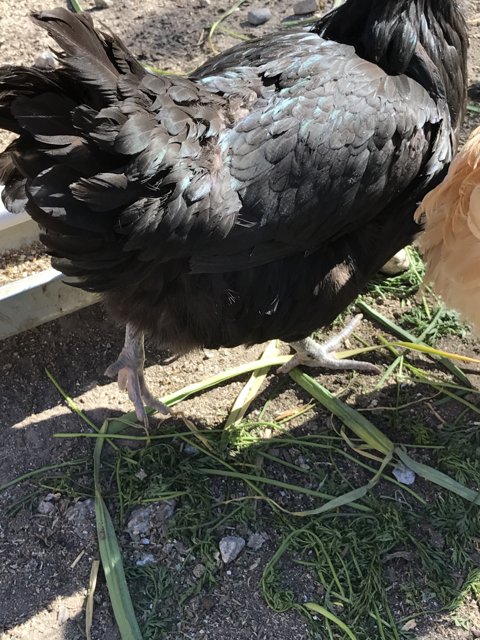 The Dual Headed Hen