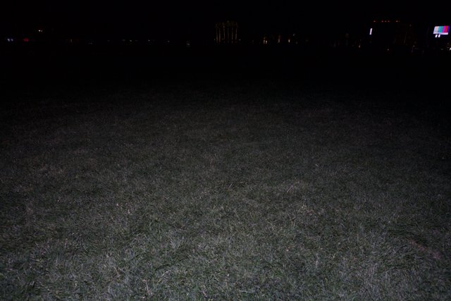 Midnight Meadow