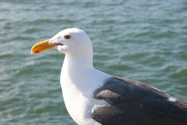 Graceful Seagull on Ledge