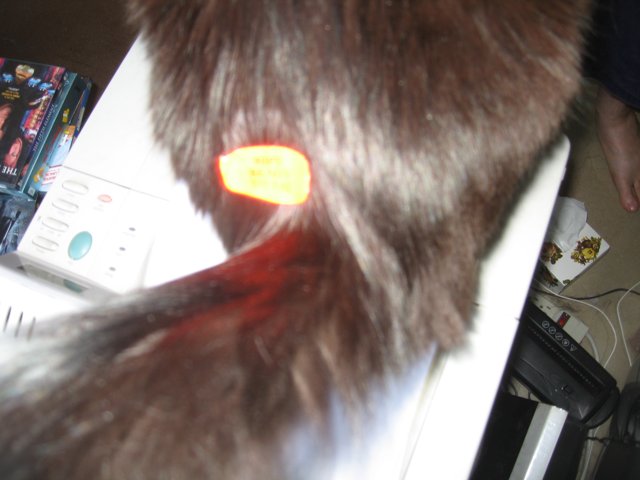 Red Tagged Feline