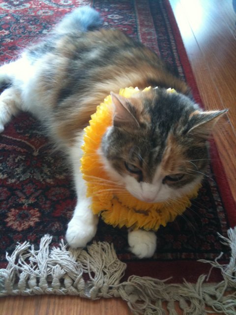 The Flower Crowned Feline