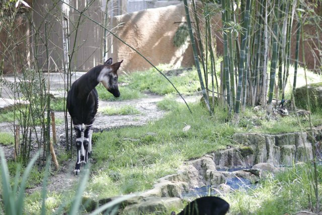 Majestic Okapi in the Grasslands