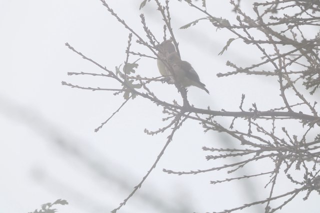 Small Bird Perched on Frosted Winter Branches