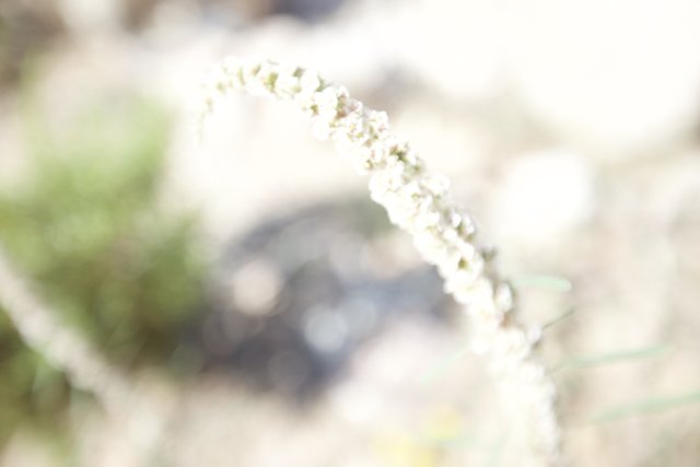 White Flowering Amaranthaceae Plant